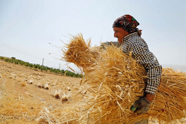 بیش از سه میلیون تُن گندم از کشاورزان سراسر کشور خریداری شد