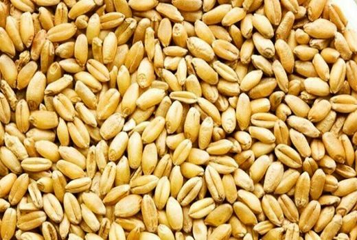 تدارک کشت 390 هزار هکتار گندم در کرمانشاه