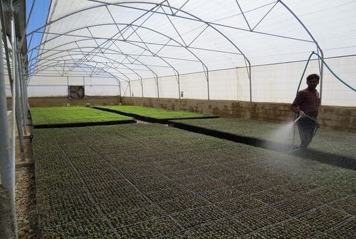 کشت نشایی به صرفه‌جویی آب تا ۳۰ درصد کمک می‌کند