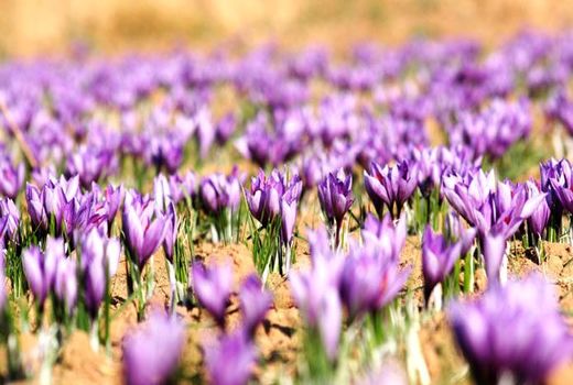 ترویج کشت زعفران در استان چهارمحال و بختیاری