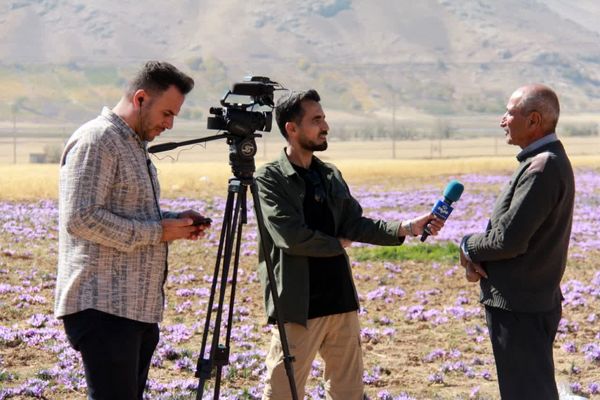 کشت زعفران؛ راهکاری برای مقابله با بحران آب در استان چهارمحال وبختیاری
