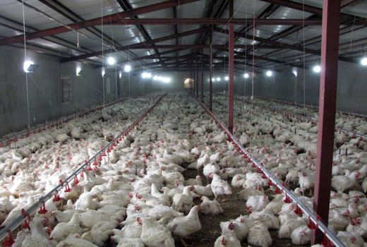 رشد ۹۰ درصدی تولید مرغ در استان قزوین