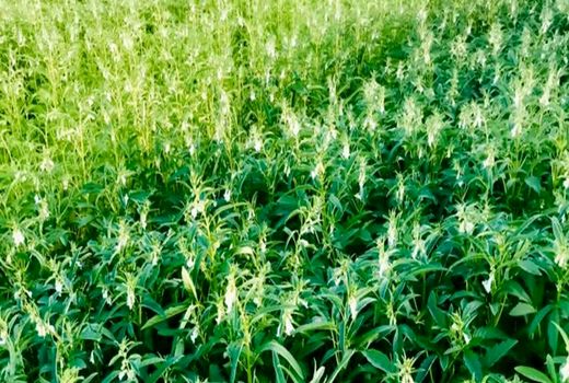 کشت 250 هکتار سبزی و صیفی پاییزه در خرمشهر