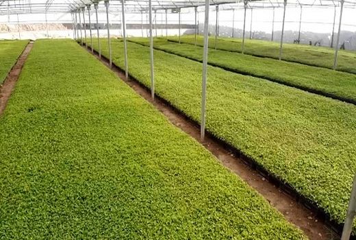 تولید بیش از 13 میلیون نشاء در خرم بید 