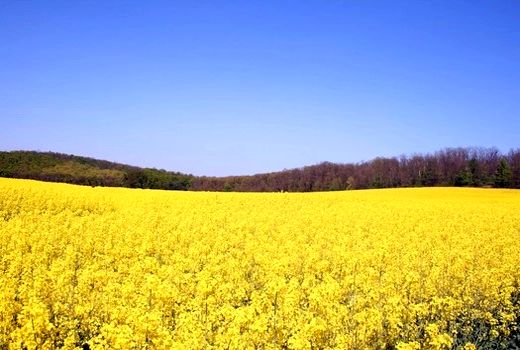 مدیریت تلفیقی علف‌های هرز؛ ضرورتی راهبردی برای مزارع کلزا

