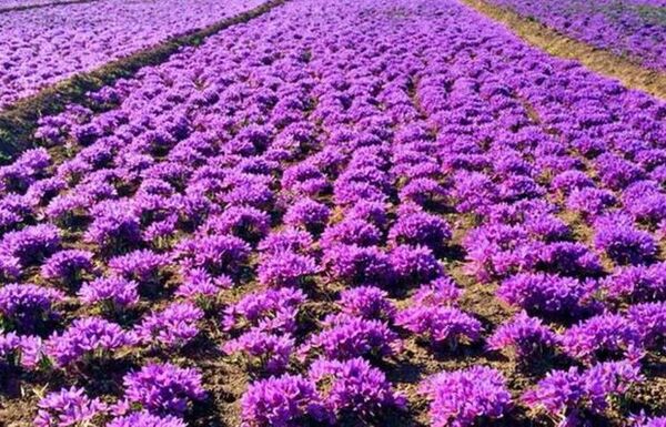 افزایش ۵۰۰ هکتاری سطح زیر کشت زعفران برای کشت پاییزه  در خراسان شمالی