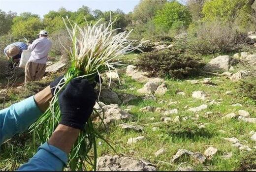تغییر الگوی برداشت گیاهان مرتعی از مصرف معیشتی به برداشت تجاری/ فشار بر اکوسیستم‌های طبیعی