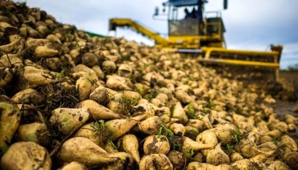 پرداخت تسهیلات 10میلیون تومانی برای کشت هر هکتار چغندرقند پاییزه