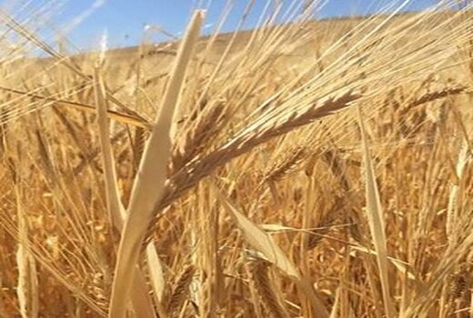آغاز برداشت جو از 6700 هکتار از مزارع کازرون