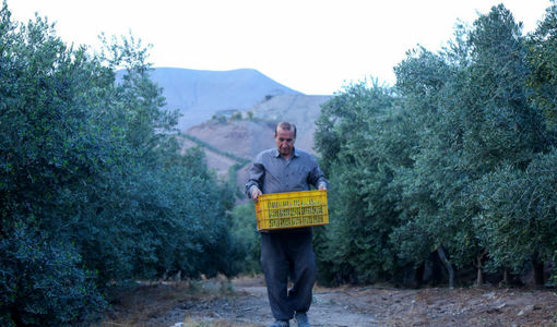 مسیر طلایی؛ روایت زیتون از باغ تا سفره