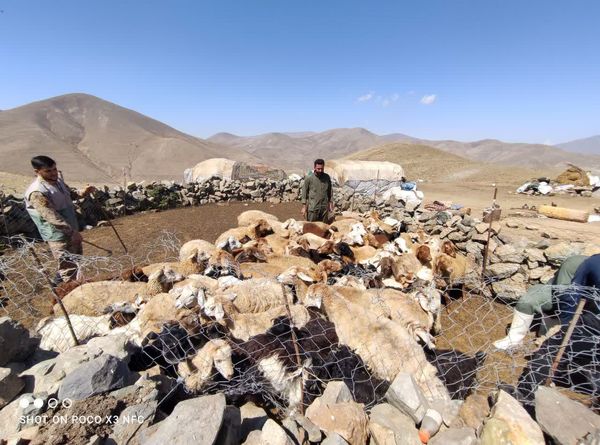 واکسیناسیون دامها در فصل کوچ ضروری است
