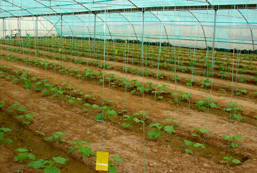 پرداخت ۶۵۰ میلیارد ریال وام ارزان قیمت برای توسعه کشت گلخانه‌ای