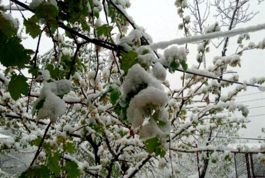 خسارت سرمای بهاری شاید این ماه پرداخت شود