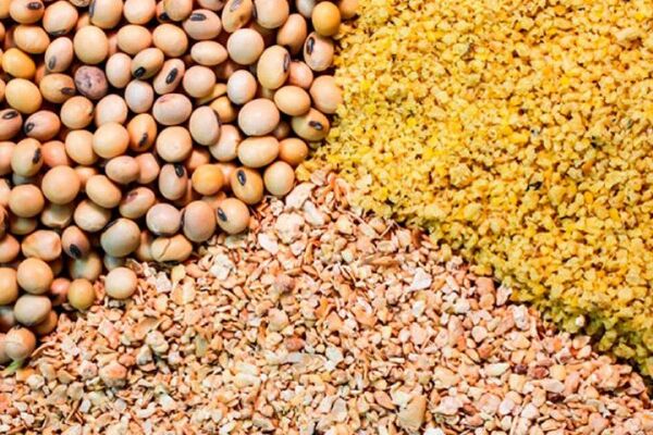 حمایت از دامداران با توزیع نهاده‌های دامی 