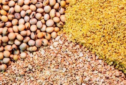 حمایت از دامداران با توزیع نهاده‌های دامی 