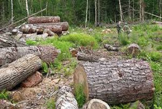 گروگان گیری و درگیری مسلحانه حین عملیات برخورد با متخلفین قطع و قاچاق درختان بلوط