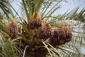 تشدید ممنوعیت انتقال پاجوش نخل در آبادان