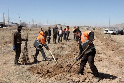 کاشت 2500 اصله نهال در محورهای مواصلاتی چهارمحال و بختیاری