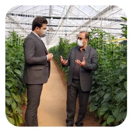 برداشت سالانه ۱۰ هزار تن گوجه، خیار و فلفل دلمه ی از گلخانه‌های استان لرستان