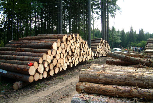 دستور وزیر جهاد کشاورزی برای خروج درختان شکسته از جنگل‌های شمال