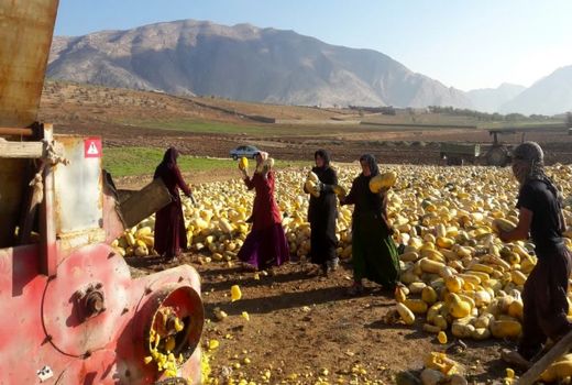 برداشت محصول کدو آجیلی در سطح 15 هکتار از اراضی کشاورزی شهرستان لردگان