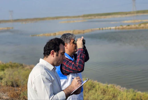 پایش و رصد بیماری آنفلوانزای فوق حاد پرندگان مهاجر در آبادان