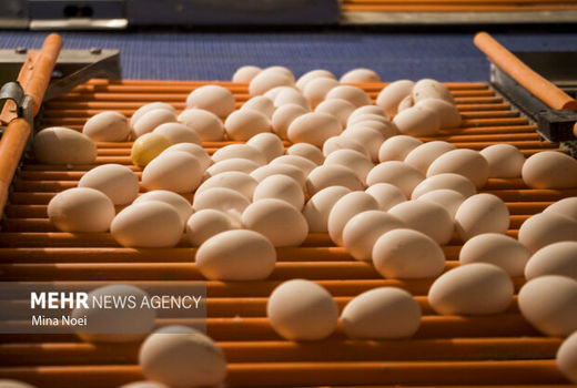 ظرفیت تولید تخم مرغ در کردستان به ۷۲۰۰ تن در سال افزایش می یابد
