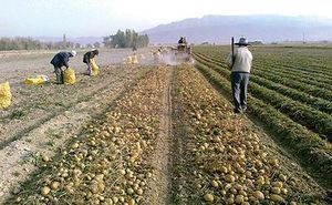 ۴۰ درصد گندم تولیدی خراسان شمالی بیش از نیاز خراسان شمالی 