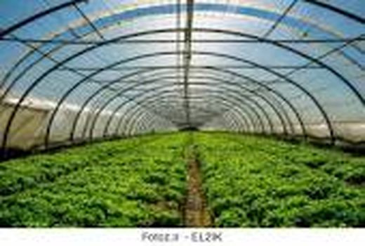 تولید سالانه ۳ هزار تن کشت‌ گلخانه‌ای در ایلام