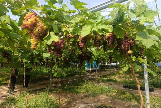 ارقام زودرس و بی‌بذر اولویت اصلی برای توسعه انگور گلخانه‌ای