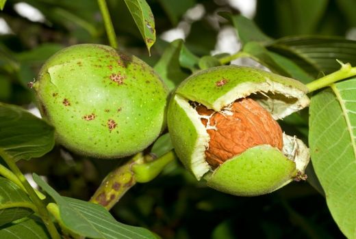 آغاز برداشت نوبرانه گردو در باغ‌های گیلان 