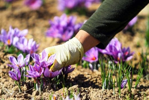 پرداخت 100درصدی مطالبات زعفران کاران تا پایان بهمن ماه