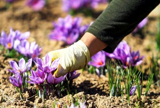 خرید حمایتی زعفران به پایان رسید 