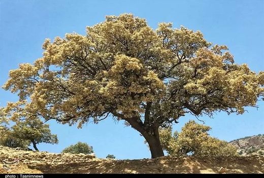 اختصاص 240 میلیارد تومان برای حفاظت از جنگل‌های بلوط