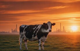 دامداری در تقاطع امنیت غذایی و بحران افزایش گازهای گلخانه‌ای