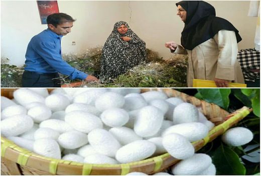 برداشت پیله تر در اسفراین