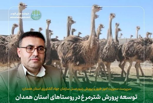 توسعه پرورش شترمرغ در روستاهای استان همدان