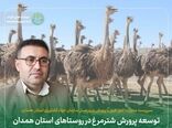 توسعه پرورش شترمرغ در روستاهای استان همدان