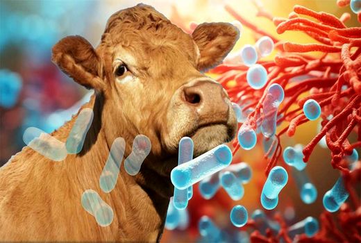 استفاده از پروبیوتیک‌ها می تواند بهروه‌وری صنعت دام و طیور را افزایش دهد