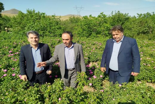تولید بیش از ۴ هزار تن گل محمدی در آذربایجان شرقی 