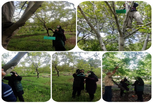 اجرای طرح ارزیابی مدیریت تلفیقی کرم خراط در باغات اسکو