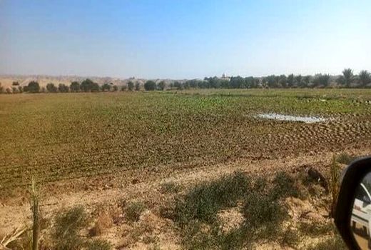 کشت و توسعه چغندرقند پاییزه برای اولین بار در استان بوشهر