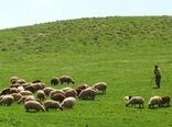 سامانه‌های پرورشی دام سبک برای نجات مراتع می‌آیند