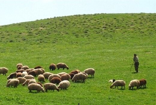 سامانه‌های پرورشی دام سبک برای نجات مراتع می‌آیند