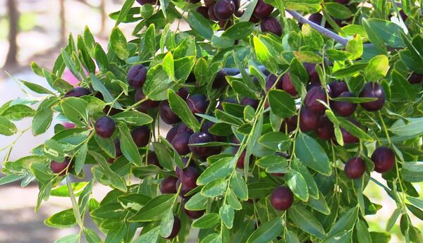برداشت عناب از باغات خراسان جنوبی