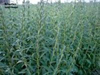 5 هکتار کنجد در شهرستان نرماشیر کشت شد