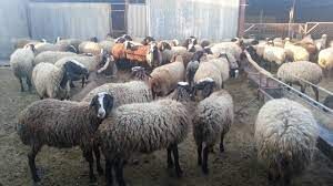بیش از چهار هزار راس دام در قالب خرید تضمینی از عشایر خراسان شمالی خریداری شد