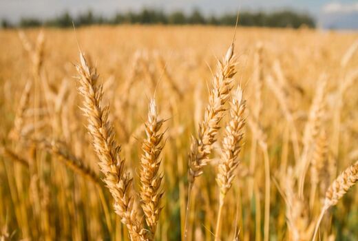 پیش‌بینی تولید 36 هزار تن گندم در خرمشهر