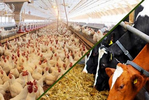 جذب 1500 میلیارد ریال تسهیلات در بخش تولیدات دامی