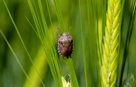 هشدار ریزش سن غلات در 6 شهرستان کهگیلویه و بویراحمد